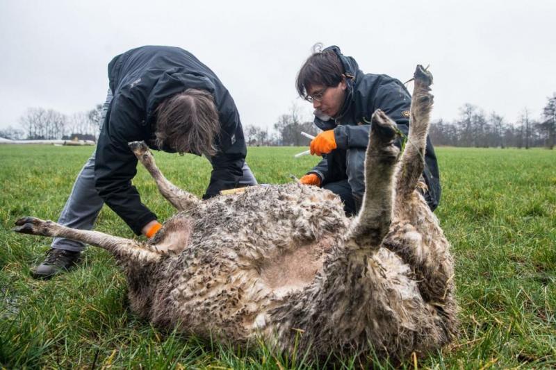 Wetenschappers van INBO nemen DNA-stalen op het dode schaap.