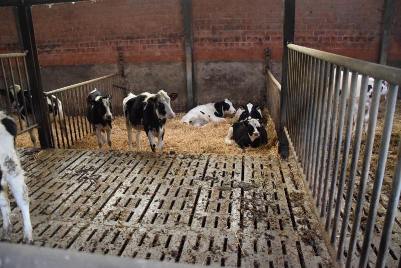In de jongveestal zitten de dieren op roosters, met aansluitend een lager gelegen strogedeelte.  De ideale stal , aldus Christian.