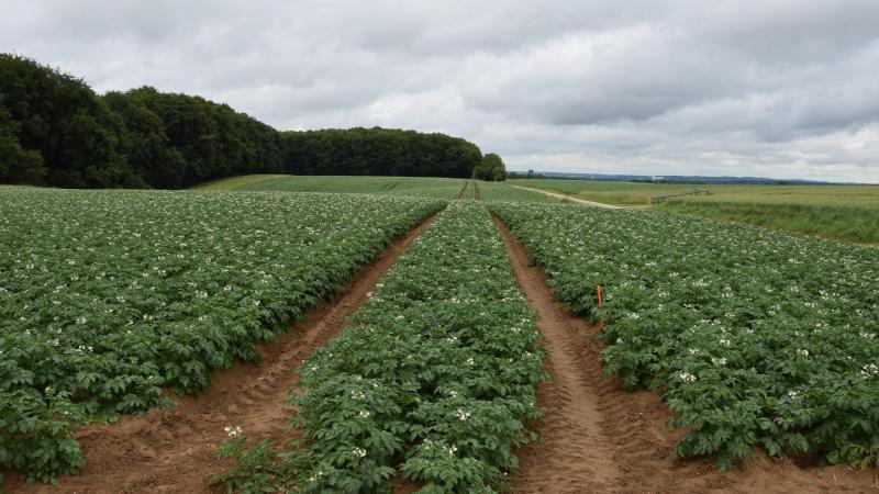 Door de regionale spreiding van de proefvelden zijn er steeds verschillen in groeiomstandigheden, zelfs binnen het kleine Vlaanderen.