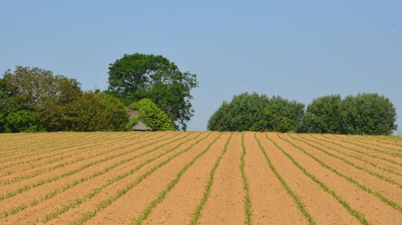 De vroege naopkomst is het ideale moment om de onkruiden in de maïsteelt aan te pakken.