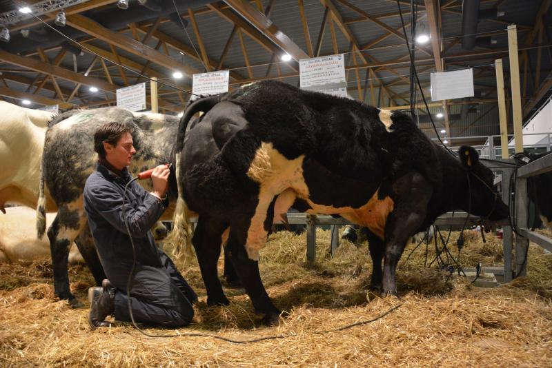 Winnende foto in de categorie dier van Jérémy Vandegoor