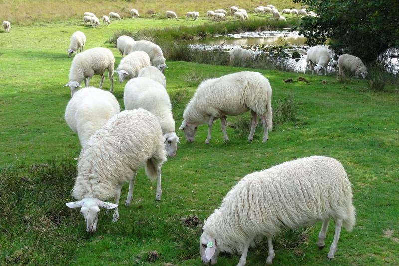 Kelder behandeling Volgen 13 tips bij de aankoop van schapen - Landbouwleven