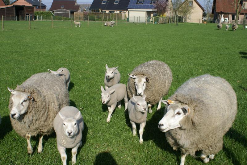 Intensief gehouden dieren kunnen beter behandeld worden tegen coccidiose.