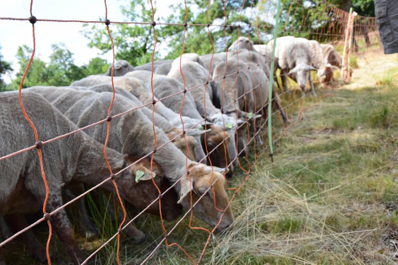 Klanten betalen de arbeid die komt kijken bij begrazing, net zoals ze de persoon die hun gras maait zouden betalen.