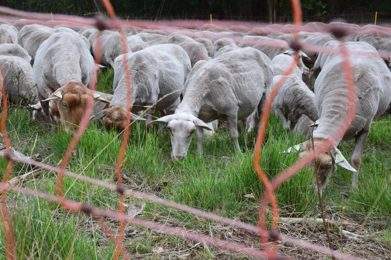 Flexi-netten uitgerust met electrische klokken houden de grazende schapen ter plaatse.