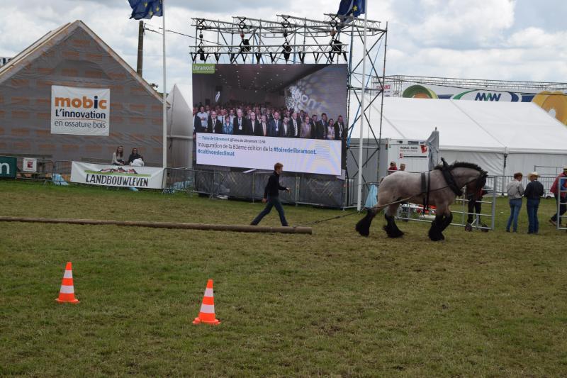 Paarden zijn in alle vormen en kleuren te bezichtigen op de beurs van Libramont. Trekpaarden zijn er al van in het prille begin bij, en zijn ook deze keer opnieuw van de partij.