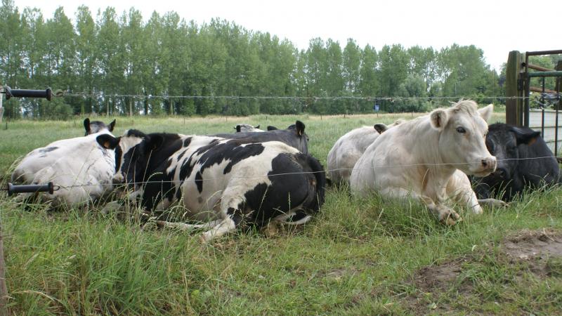 Volgens de Ngo’s IATP en GRAIN rapporteren de grootste vlees- en zuivelbedrijven onvoldoende over de uitstoot van broeikasgassen in de toeleveringsketen.