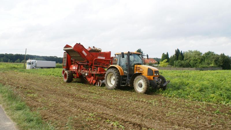 Oogst van vroege aardappelen.