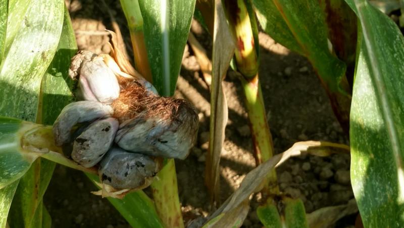 Dit is builenbrand, een ander  ziektebeeld dan kopbrand.