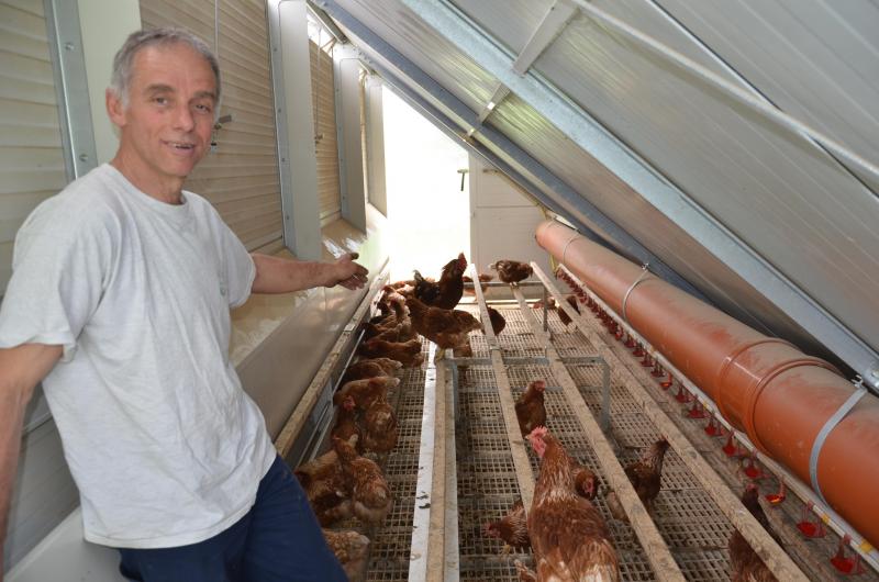 Een Mobiel Kippenhok Voor Grazende Legkippen Landbouwleven