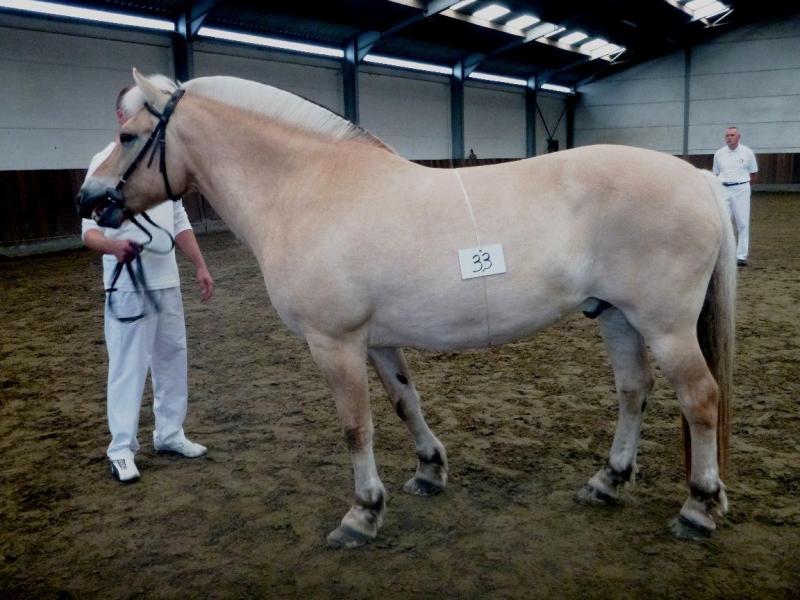 Harry van het Populierenhof, best getoiletteerde Fjord. Eig.: Armand Michiels, Moorsel.