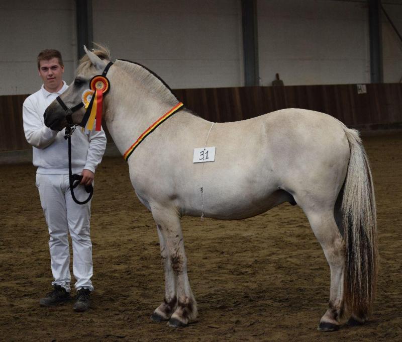 Saburo van Stal Houteghem, ruinenkampioen. Eig.: Sander Willems, Beernem.