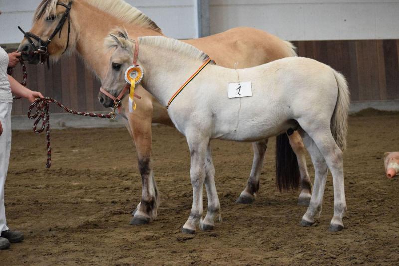 Une, veulenkampioen. Eig.: Wim Pissens, Lebbeke.