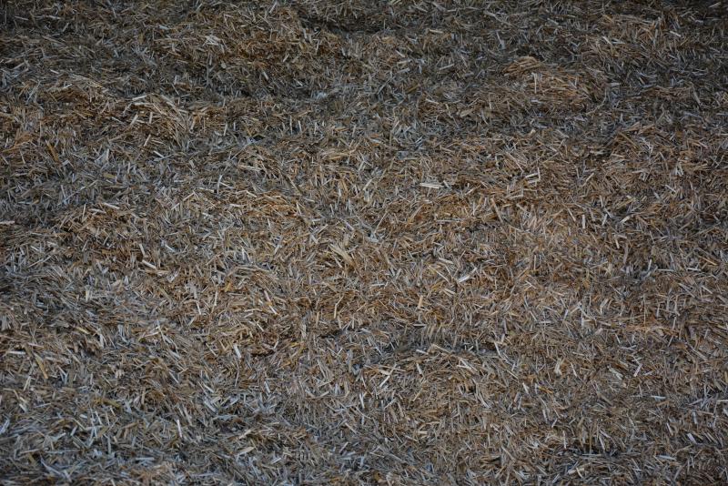 Niet minder dan 60 tot 70 ton miscanthus, ofwel zes- tot zevenduizend zakken Belcanthus en Potanthus, zullen dit jaar verkocht worden.