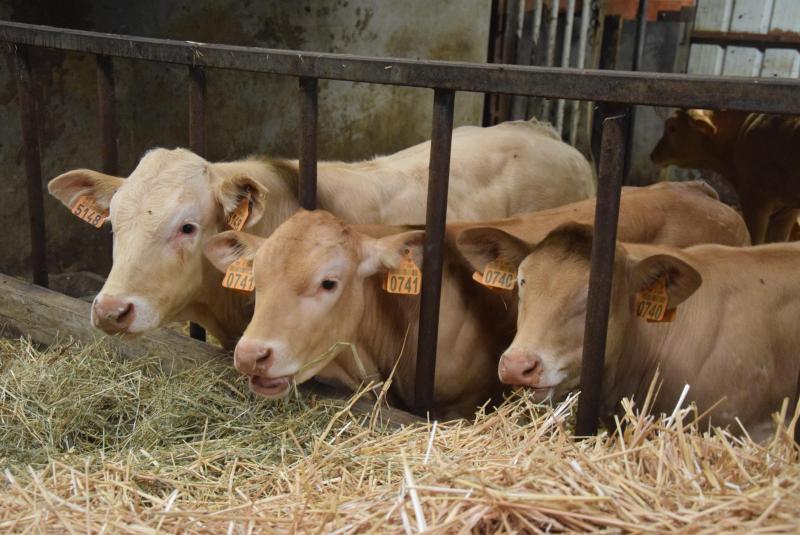 Veel kalveren en dieren die lang meegaan op het bedrijf geeft ook de mogelijkheid  om te selecteren.
