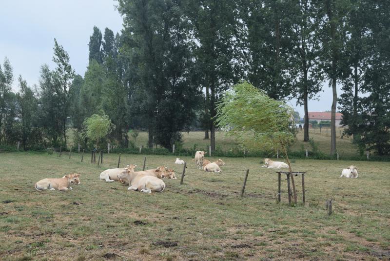 Witblauwe dieren mag je drijven, Blondes moet je meer lokken met een emmer eten , aldus Marnic Loterman.