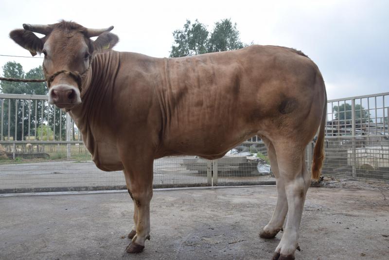 Het typische Blonde d’Aquitaine-dier is groot, heeft een lang en wijd bekken en een  rechthoekig kader. Andere vereisten zijn fijnheid in het vel, en het rastypische tarwekleurige vel.