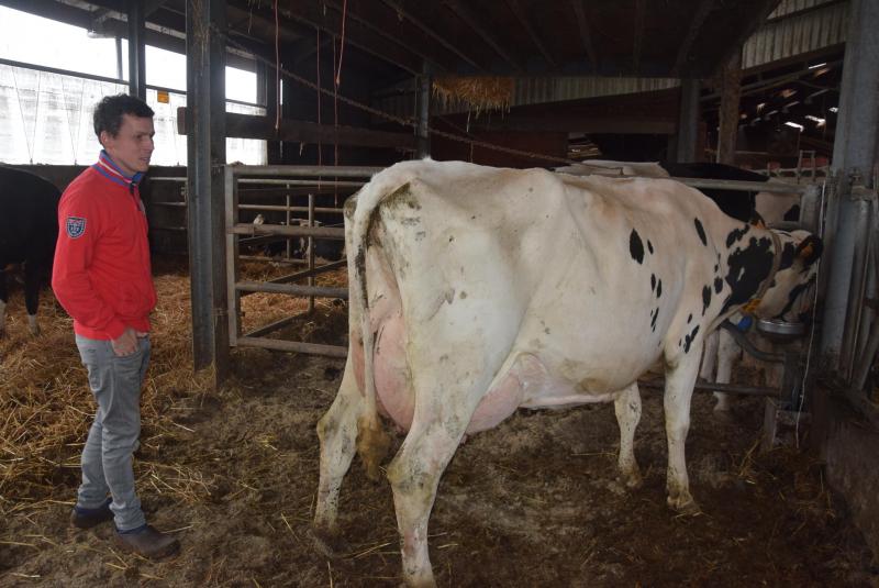 Ook Koen Wildemauwe uit Maldegem-Kleit mag koeien beginnen trainen met het oog op Agriflanders.