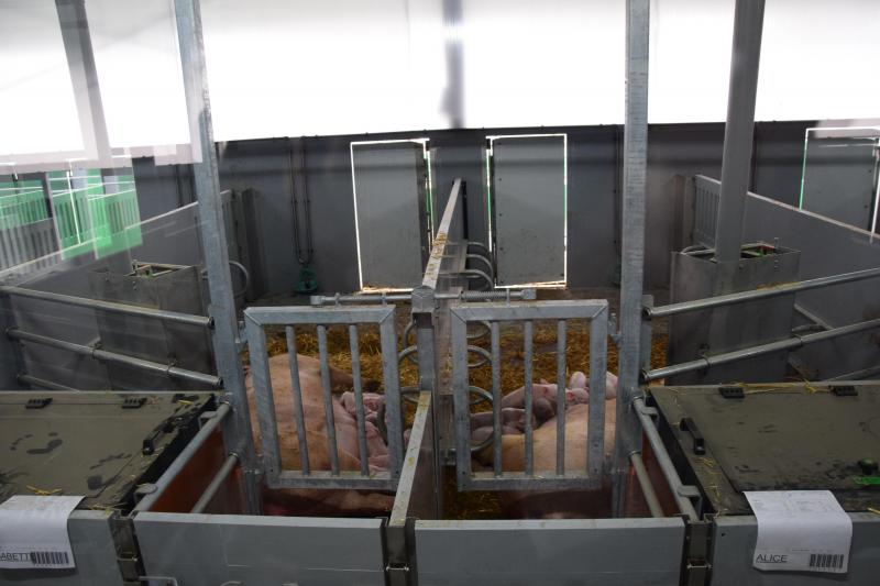 De biggen zijn beschermd tegen doodliggen door beugels aan beide zijden van het hok,  en een biggennestje vooraan.