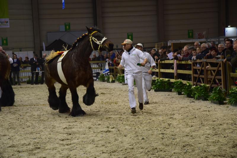 De trekpaardenprijskamp op zondag mocht op veel belangstelling rekenen.