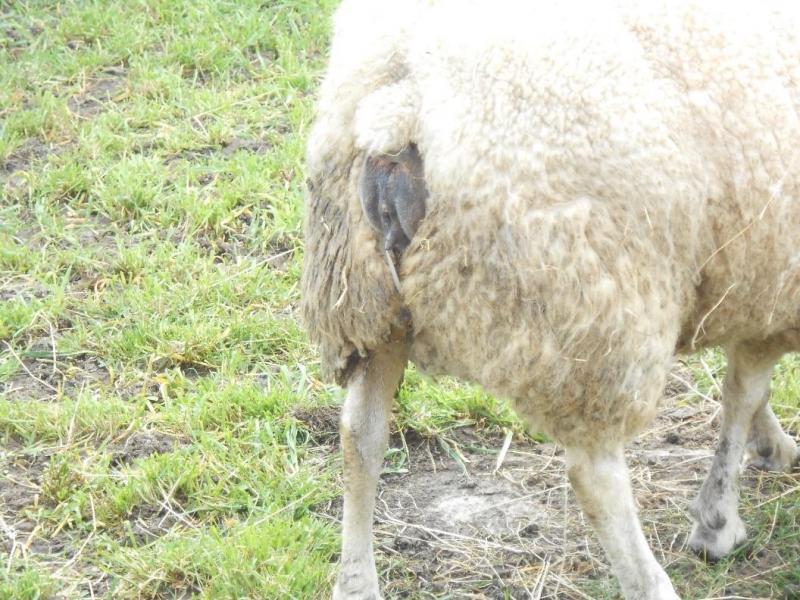 Na plaatsvinden van een abortus dient het schaap afgezonderd te worden van de kudde en de omgeving moet gedesinfecteerd worden om de infectie niet te verspreiden.