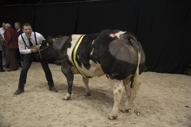 Kampioen bij de oudere vaarzen van 20 tot 32 maanden: Louisiana van Terbeck (Hazard X Impérial).
