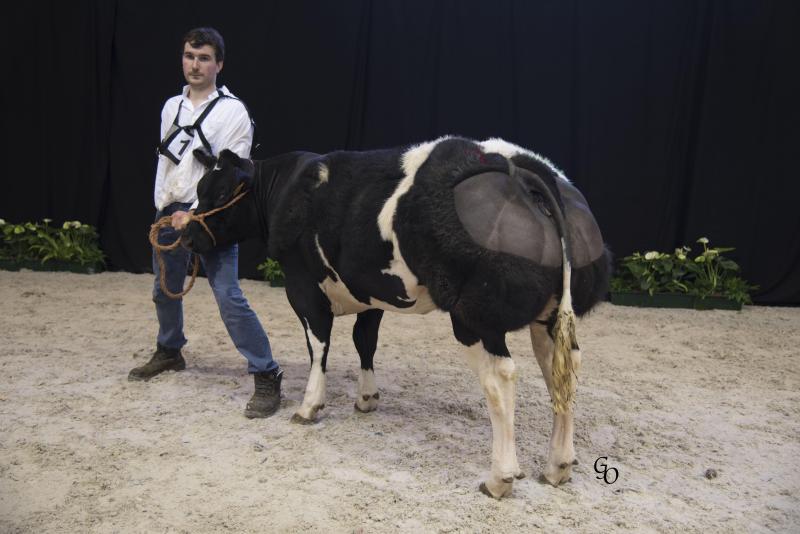 1ste prijs van haar reeks bij de vaarzen van 12 tot 20 maanden: Malaika vd Kerkenhofstede (Selenium X Emblème) van Paul Gillis, Watervliet.