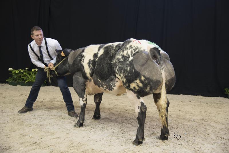 1ste prijs in haar reeks bij de vaarzen van 12 tot 20 maanden: Mondaine van Terbeck (Idéfix X Impérial) van Roggen-Schotsmans LV, Kersbeek-Miskom.