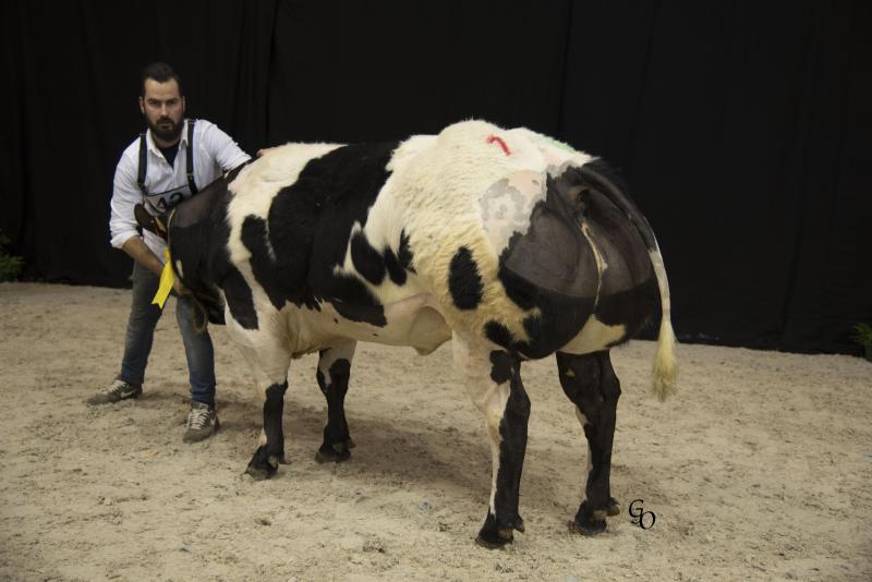 1ste prijs in haar reeks bij de vaarzen van 20 tot 32 maanden: Le Secret Michaella (Impérial X Emigré) van Paul Verpoorten, Lommel.