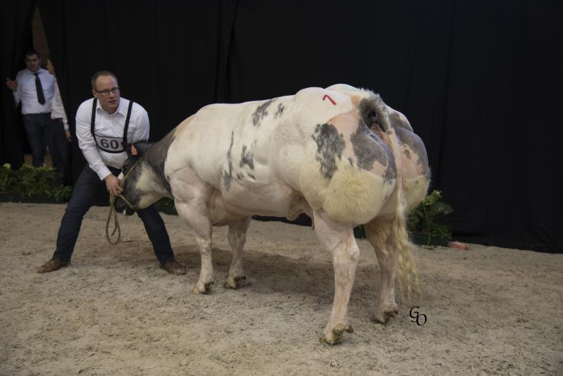 1ste prijs in haar reeks bij de vaarzen van 20 tot 32 maanden: Lize van het Bareelhof (Zougar X Argan) van Gilbert Veulemans, Glabeek.