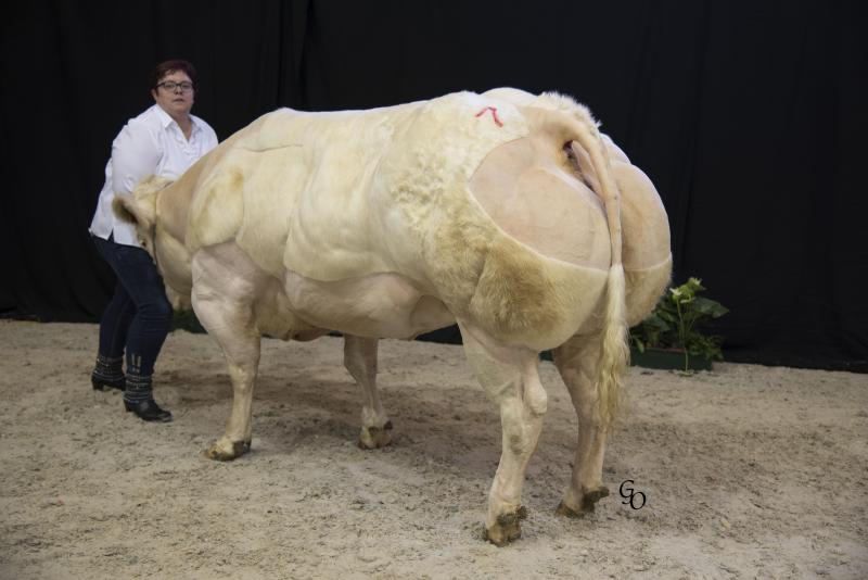 1ste prijs in haar reeks bij de vaarzen van 20 tot 32 maanden: Signe van de Bremberg (Hazard X Lasso) van Bart Willems en Van Den Eynde Katy, St-Joris-Winge.