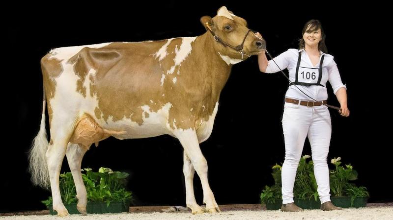 Annelies 8 van Regina De Smet behaalde de kampioenstitel Jong roodbont.