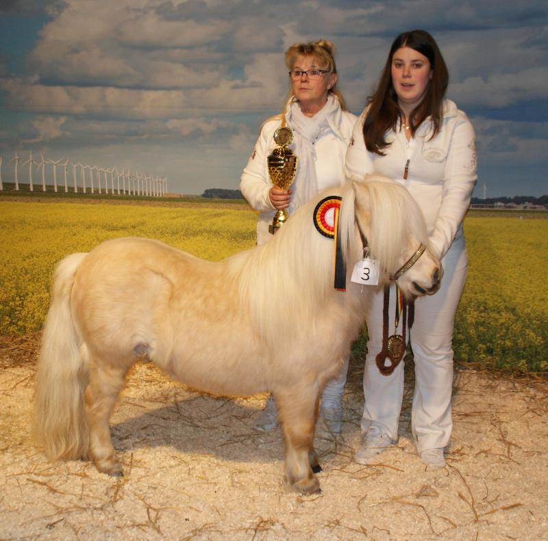 Erando de Kalyma, 9 jaar, palomino, is een hengst met mooie uitstraling en goed beenwerk.