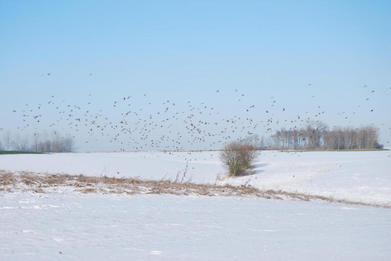 Vogels in de sneeuw in Haspengouw.