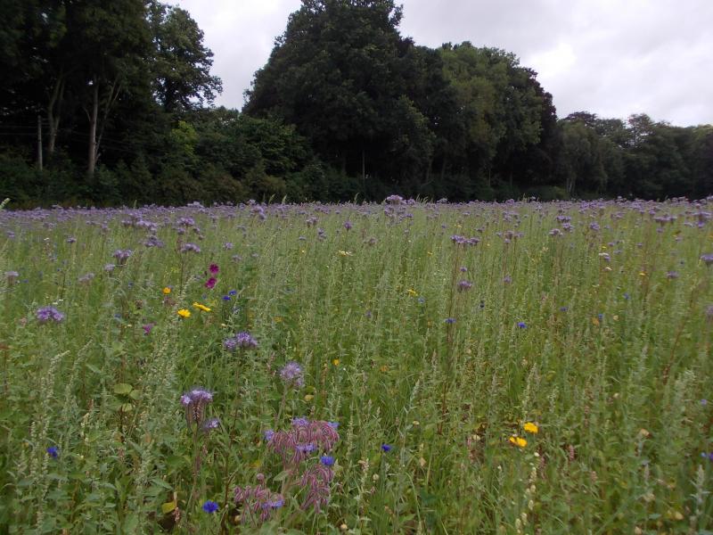 Op zwaardere gronden raadt VLM het Tübingermengsel aan. Dit eenjarige bloemmengsel  zaai je elk jaar opnieuw in.