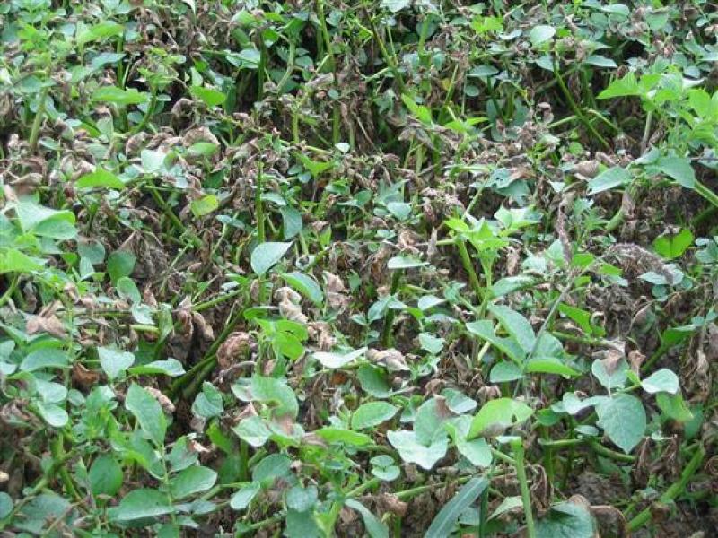 Om phytophthora te vermijden kan je kiezen voor een goed ras - Bron: PCA