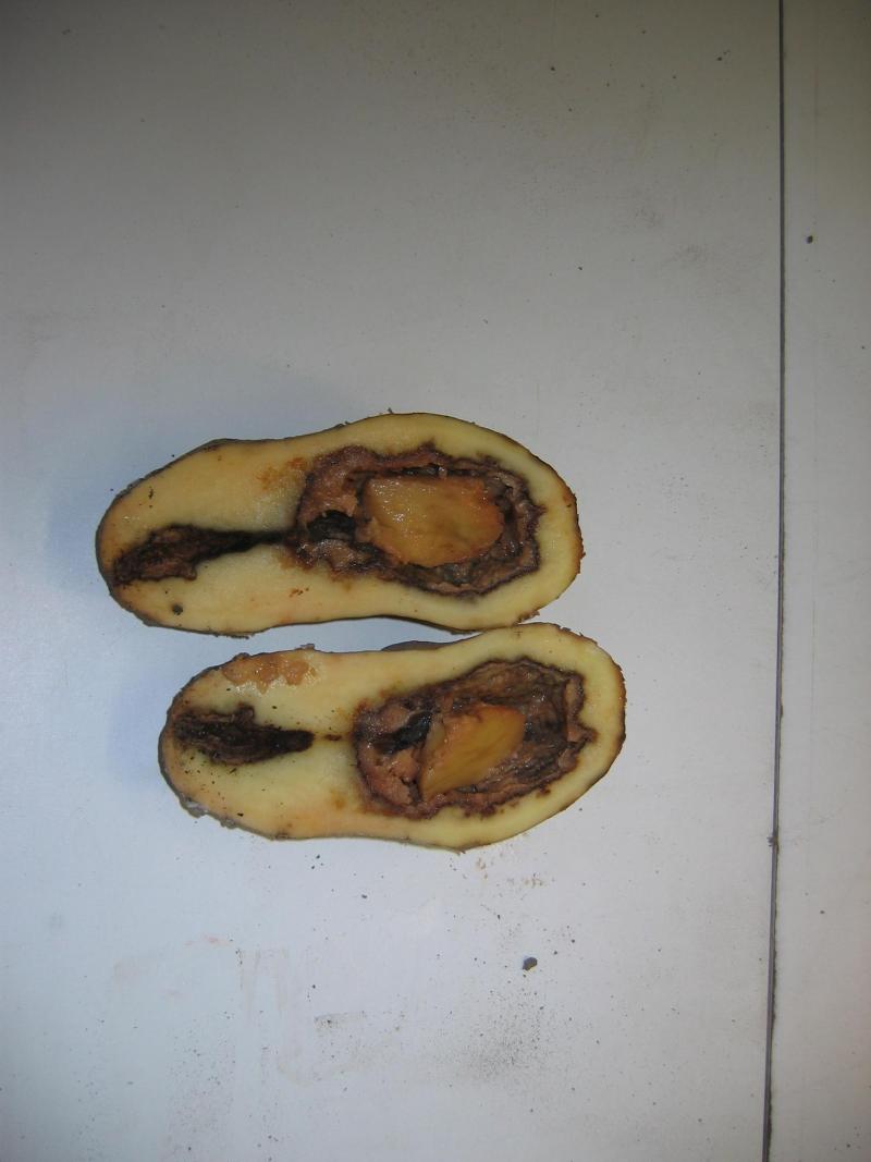 Pythium 
veroorzaakt 
waterrot - Bron: PCA