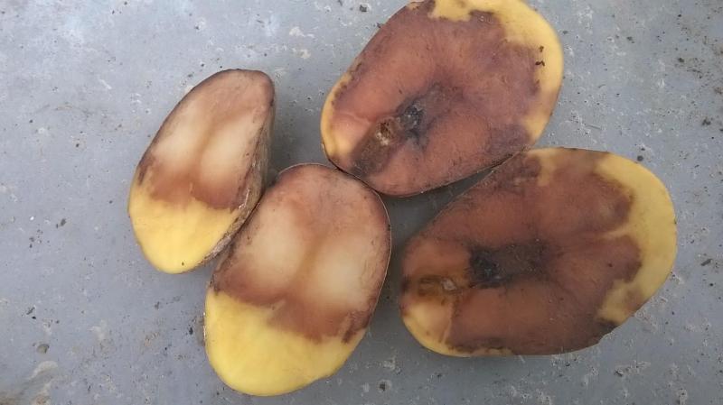 Bij roodrot moet je de knol opensnijden om te zien wat er aan de hand is: in eerste instantie ziet die er geel uit, maar na een paar minuten kleurt die rood en later zelfs zwart - Bron: PCA