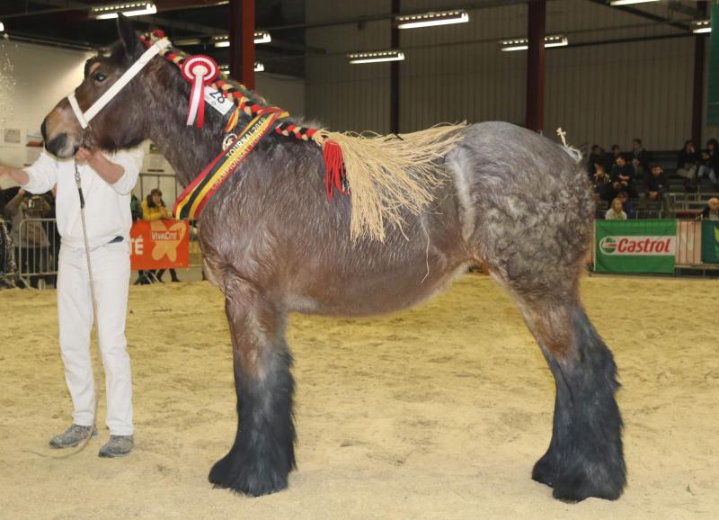 Helena van den Egelenberg, eerste prijs bij de merrieveulens geboren in 2017 en tevens kampioene, eig.K. Brynaert – D. Sterck – Chievres