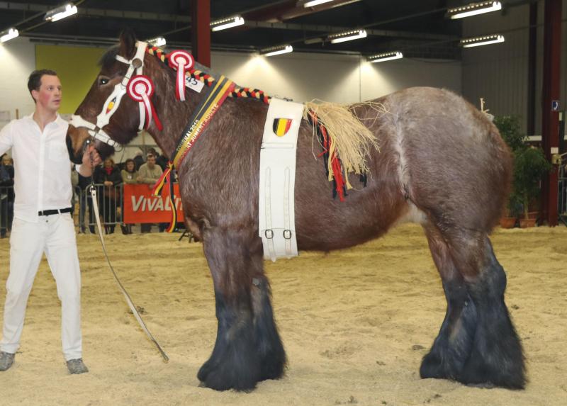 Jana van ‘t Bos, eerste prijs bij de merries geboren in 2013 & vroeger en tevens dagkampioene, eig. K . Brynaert – Hussin – Chiévres