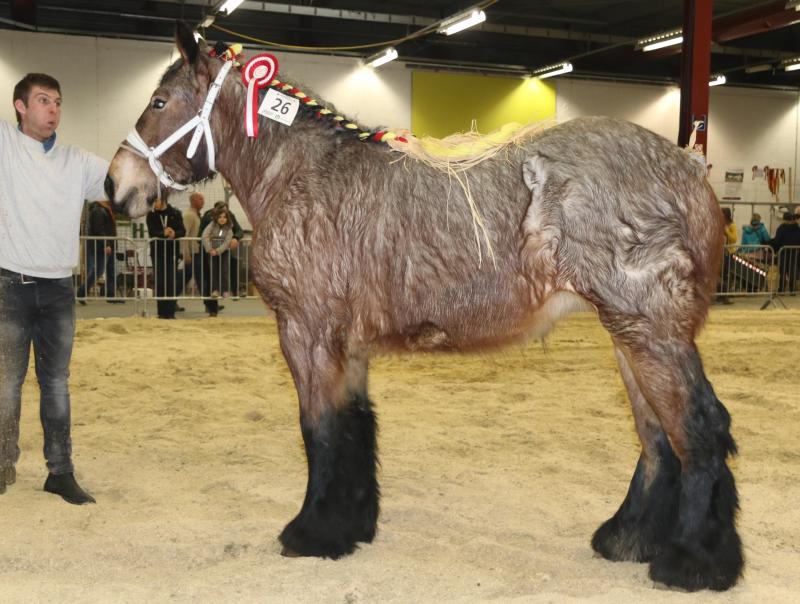 Nala de Guignies, eerste prijs bij de merrieveulens geboren in 2017 kleine maat, eig. Chantry – Debaisieux – Tintignies