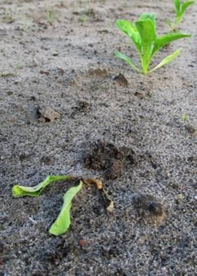 Het wordt een zoektocht naar alternatieve middelen om de kiemplantjes te beschermen in de toekomst.