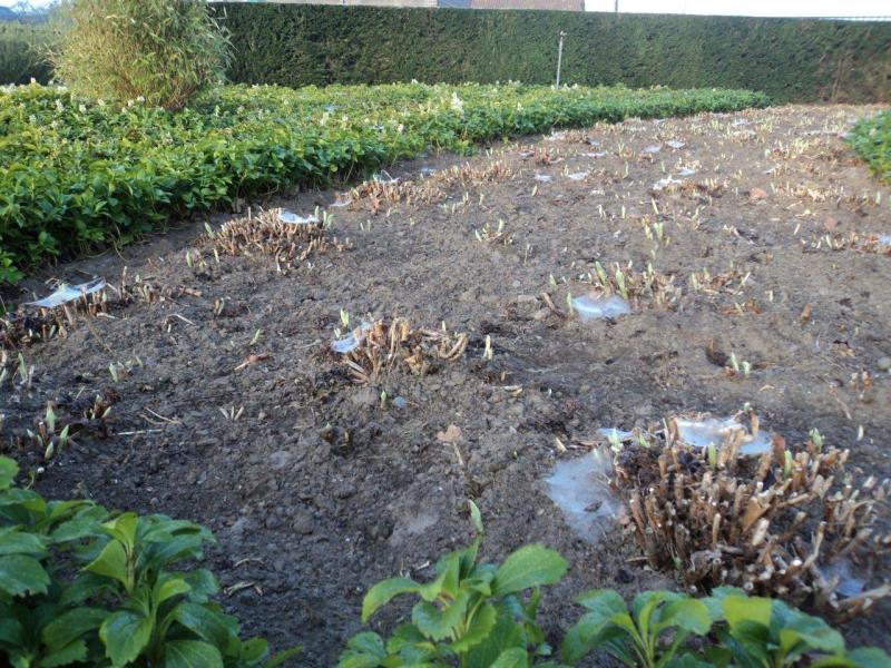 Hydrangea arborescend en paniculata worden tot kort boven de grond teruggesnoeid.