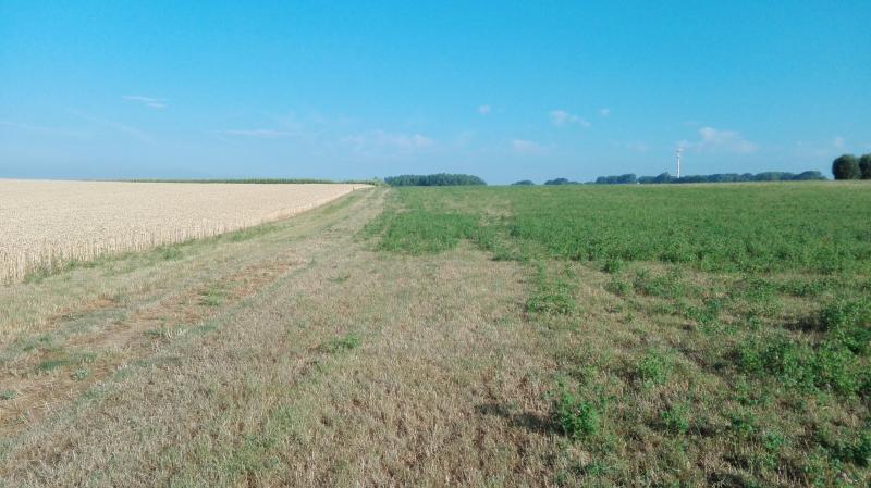 In augustus 2018 kon men percelen met gras-klaver waarnemen waar het gras volledig verdroogd was en de rode klaver nog groen was en 30 cm hoog stond . Dit illustreert hoe sterk klaver gewapend is tegen droogte.