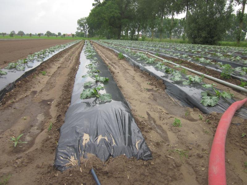 Druppelirrigatie geeft kleinere hoeveelheden water dichtbij de wortels.