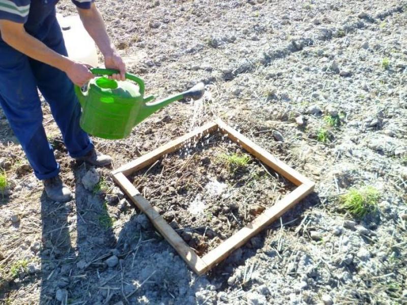 Regenwormtelling met de mosterdmethode.