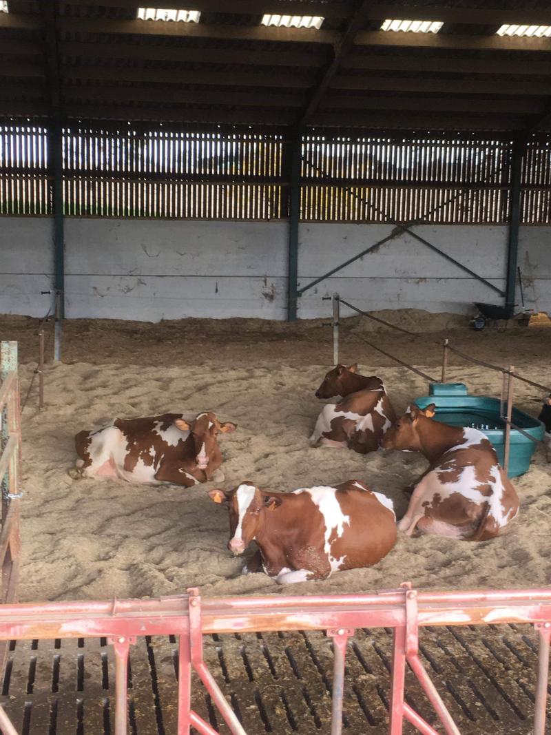 De fokkers van de geselecteerde dieren moesten in de aanloop van het kampioenschap letterlijk hun dieren loslaten en vertrouwen op de goede zorgen van de verzorgers in Luik.