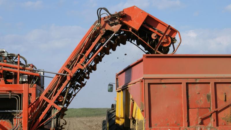 De lage opbrengst van de oogst 2018 zal wellicht een grote impact hebben op de bedrijfsresultaten van alle operatoren in de Belgische aardappelketen.