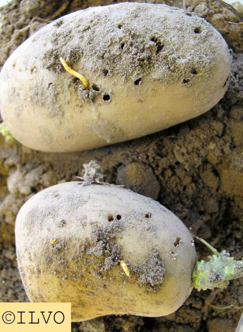 Ritnaalden zijn te herkennen aan hun koperkleur.