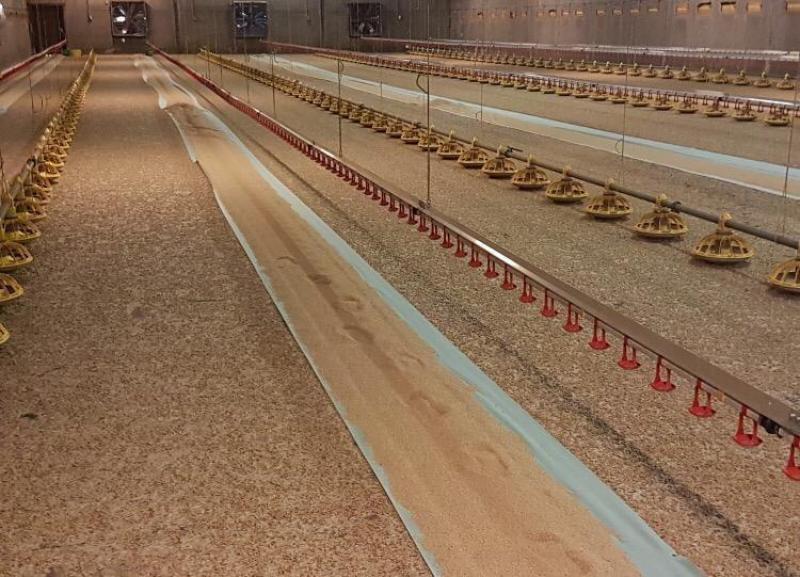 Vlaspellets kunnen gebruikt worden als strooisel in een vleeskippenstal.